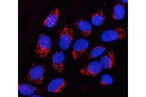 IF analysis of OGDHL using anti-OGDHL antibody (ABIN7598933). (OGDHL anticorps  (AA 1-1010))