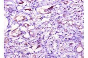 Immunohistochemistry of paraffin-embedded human kidney tissue using ABIN7149376 at dilution of 1:10