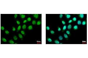 ICC/IF Image BS69 antibody detects ZMYND11 protein at nucleus by immunofluorescent analysis. (ZMYND11 anticorps)