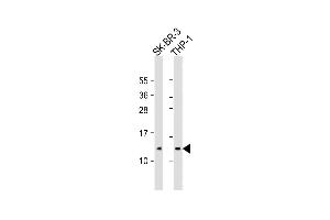All lanes : Anti-RPS27 Antibody (C-Term) at1:2000 dilution Lane 1: SK-BR-3 whole cell lysate Lane 2: THP-1 whole cell lysate Lysates/proteins at 20 μg per lane. (RPS27 anticorps  (AA 46-76))