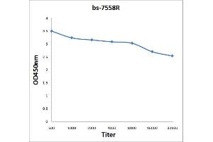 Antigen: 2 µg/100 µL  Primary: Antiserum, 1:500, 1:1000, 1:2000, 1:4000, 1:8000, 1:16000, 1:32000;  Secondary: HRP conjugated Rabbit Anti-Goat IgG at 1: 5000;  TMB staining Read the data in Microplate Reader by 450nm.
