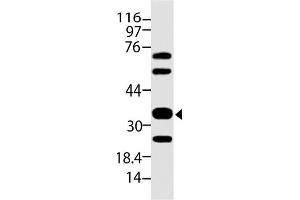 Image no. 1 for anti-Siglec H (AA 109-309) antibody (ABIN5027362)