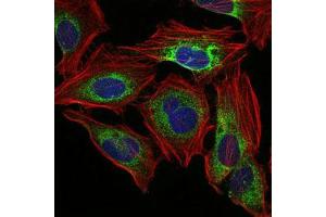 Immunofluorescence analysis of Hela cells using PPP2R4 mouse mAb (green).