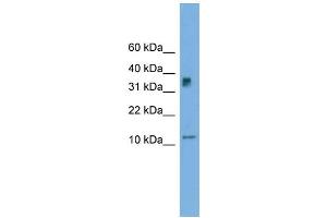 WB Suggested Anti-C15orf40 Antibody Titration: 0. (C15orf40 anticorps  (Middle Region))