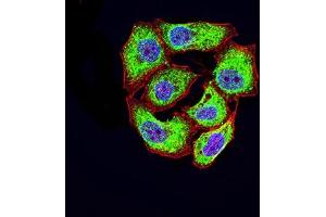 Immunofluorescence analysis of Hela cells using CD46 mouse mAb (green).