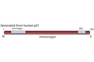 Image no. 3 for anti-Cyclin-Dependent Kinase Inhibitor 1A (p21, Cip1) (CDKN1A) antibody (ABIN967528)