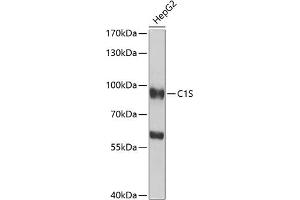 Western blot analysis of extracts of HepG2 cells, using C1S antibody (ABIN6127534, ABIN6137765, ABIN6137768 and ABIN6222606) at 1:1000 dilution. (C1S anticorps  (AA 479-688))