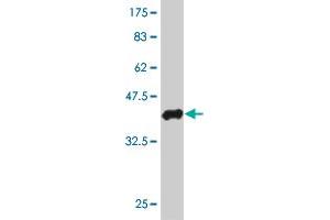 Western Blot detection against Immunogen (37. (BLID anticorps  (AA 2-108))