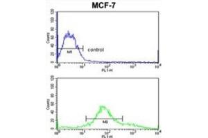 Flow Cytometry (FACS) image for anti-Zyg-11 Family Member A, Cell Cycle Regulator (ZYG11A) antibody (ABIN3003864)