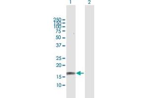 Western Blot analysis of GRIN2C expression in transfected 293T cell line by GRIN2C MaxPab polyclonal antibody. (GRIN2C anticorps  (AA 1-171))