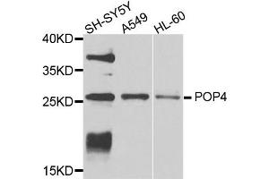 Western blot analysis of extracts of various cells, using POP4 antibody. (RPP29 anticorps)