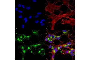 Immunocytochemistry/Immunofluorescence analysis using Mouse Anti-VDAC1 Monoclonal Antibody, Clone S152B-23 (ABIN1741230).