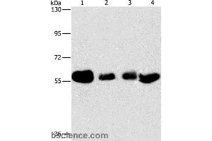 Western blot analysis of Hela, MCF7, A549 and Lovo cell, using API5 Polyclonal Antibody at dilution of 1:500 (Apoptosis Inhibitor 5 anticorps)