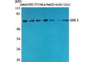 Western Blot (WB) analysis of specific cells using GRK 5 Polyclonal Antibody. (GRK5 anticorps  (Internal Region))