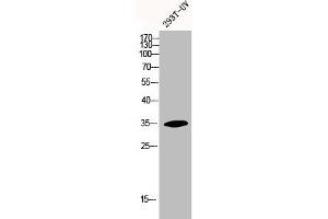 Western Blot analysis of 293T-UV cells using HoxA11/D11 Polyclonal Antibody (HOXA11/D11 anticorps  (C-Term))