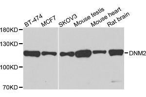 Western blot analysis of extracts of various cells, using DNM2 antibody. (DNM2 anticorps)