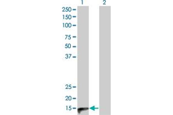 CGRP antibody  (AA 52-141)