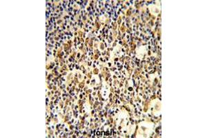 Formalin-fixed and paraffin-embedded human tonsil reacted with FCGR1B Antibody (C-term), which was peroxidase-conjugated to the secondary antibody, followed by DAB staining. (FCGR1B anticorps  (C-Term))