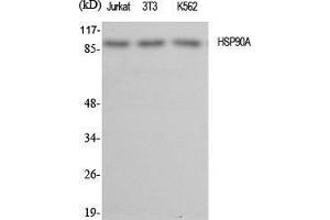 Western Blot (WB) analysis of specific cells using HSP90A Polyclonal Antibody. (HSP90AA1 anticorps  (C-Term))