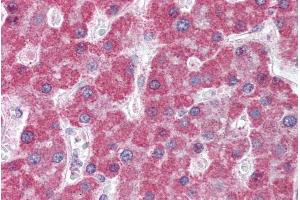 ABIN302162 (5µg/ml) staining of paraffin embedded Human Liver.