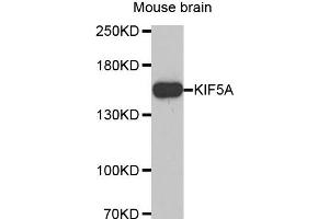 Western Blotting (WB) image for anti-Kinesin Family Member 5A (KIF5A) antibody (ABIN1873405) (KIF5A anticorps)