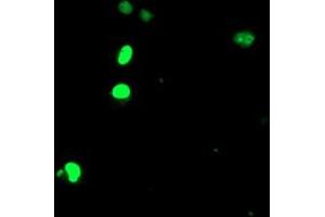 Anti-ELK3 mouse monoclonal antibody (ABIN2455067) immunofluorescent staining of COS7 cells transiently transfected by pCMV6-ENTRY ELK3 (RC203114). (ELK3 anticorps)