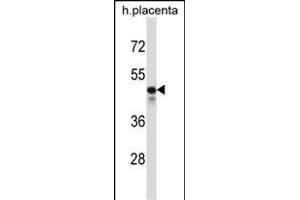 KCNS2 Antibody (N-term) (ABIN657412 and ABIN2846450) western blot analysis in human placenta tissue lysates (35 μg/lane). (KCNS2 anticorps  (N-Term))