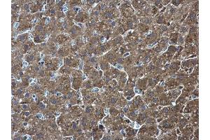 IHC-P Image Pyruvate Kinase (liver/RBC) antibody detects Pyruvate Kinase (liver/RBC) protein at cytoplasm in rat liver by immunohistochemical analysis.