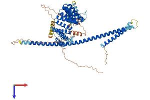 AlphaFold protein structure predicition of Mouse Recombinant Klc2 Protein, UniprotID O88448
