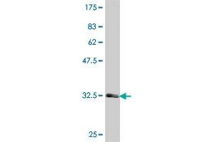 Western Blot detection against Immunogen (34.