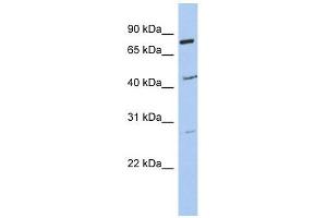 CCDC63 antibody used at 1 ug/ml to detect target protein. (CCDC63 anticorps  (Middle Region))