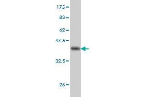 Western Blot detection against Immunogen (37.