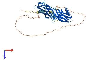 AlphaFold protein structure predicition of Mouse Recombinant Syt11 Protein, UniprotID Q9R0N3