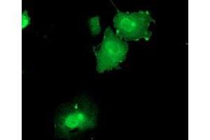 Immunofluorescence (IF) image for anti-Dual Specificity Phosphatase 23 (DUSP23) antibody (ABIN1497930) (DUSP23 anticorps)