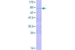 Image no. 1 for Zinc Finger and BTB Domain Containing 12 (ZBTB12) (AA 1-459) protein (GST tag) (ABIN1325587)