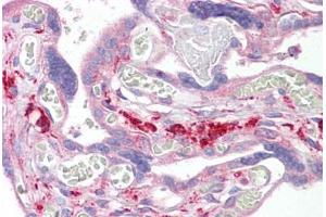 Anti-SNX2 antibody IHC staining of human placenta. (Sorting Nexin 2 anticorps  (AA 120-170))
