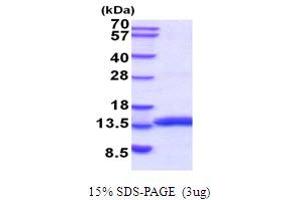 SDS-PAGE (SDS) image for Macrophage Migration Inhibitory Factor (Glycosylation-Inhibiting Factor) (MIF) (AA 1-115) protein (His tag) (ABIN5854240)