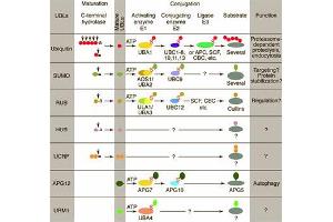 Conjugation pathways for ubiquitin and ubiquitin-like modifiers (UBLs). (Urm1 anticorps)
