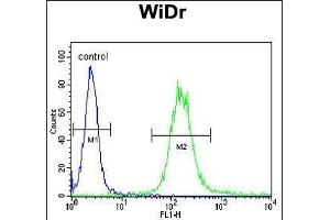 IGF1R Antibody (N-term K66) (ABIN652374 and ABIN2841778) flow cytometric analysis of WiDr cells (right histogram) compared to a negative control (PBS alone) (left histogram). (IGF1R anticorps  (N-Term))
