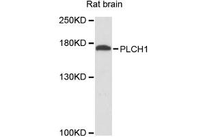 Western blot analysis of extracts of rat brain, using PLCH1 antibody (ABIN6293733) at 1:3000 dilution.