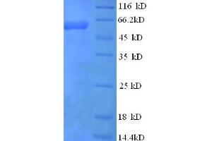 SDS-PAGE (SDS) image for Eukaryotic Translation Initiation Factor 4 Gamma, 1 (EIF4G1) (AA 1250-1599), (partial) protein (GST tag) (ABIN5709459)