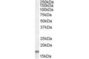 Image no. 1 for anti-Cytochrome C Oxidase Subunit IV Isoform 1 (COX4I1) (C-Term), (Isoform 1), (Isoform 2) antibody (ABIN401531) (COX IV anticorps  (C-Term, Isoform 1, Isoform 2))
