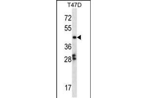Western blot analysis in T47D cell line lysates (35ug/lane). (GABPB1 anticorps  (C-Term))