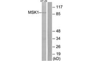 Western blot analysis of extracts from HT-29 cells, using MSK1 (Ab-376) Antibody. (MSK1 anticorps  (AA 343-392))