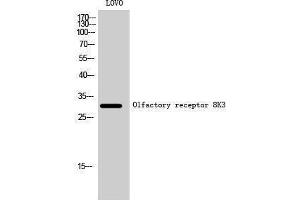 Western Blotting (WB) image for anti-Olfactory Receptor, Family 8, Subfamily K, Member 3 (OR8K3) (C-Term) antibody (ABIN3186202) (OR8K3 anticorps  (C-Term))