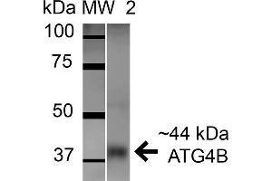 Western blot analysis of Mouse Brain cell lysates showing detection of ATG4B protein using Rabbit Anti-ATG4B Polyclonal Antibody . (ATG4B anticorps  (AA 94-106) (APC))