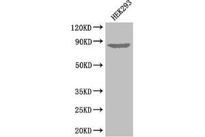 Western Blot Positive WB detected in: HEK293 whole cell lysate All lanes: EXT1 antibody at 3. (EXT1 anticorps  (AA 28-171))