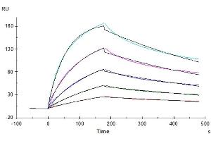 Human M-CSF, No Tag immobilized on CM5 Chip can bind Human M-CSF R, hFc Tag with an affinity constant of 2.