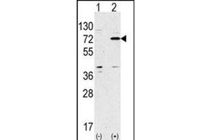 Western blot analysis of anti-ATG7 Antibody (Center) Pab (ABIN388521 and ABIN2849641) in 293 cell line lysates transiently transfected with the ATG7 gene (2 μg/lane). (ATG7 anticorps  (AA 284-313))