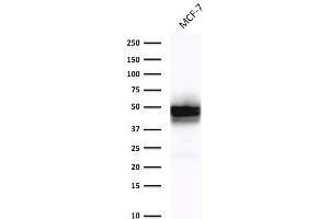Western Blot Analysis of MCF-7cell lysate using Cytokeratin 18 Mouse Monoclonal Antibody (DE-K18). (Cytokeratin 18 anticorps)